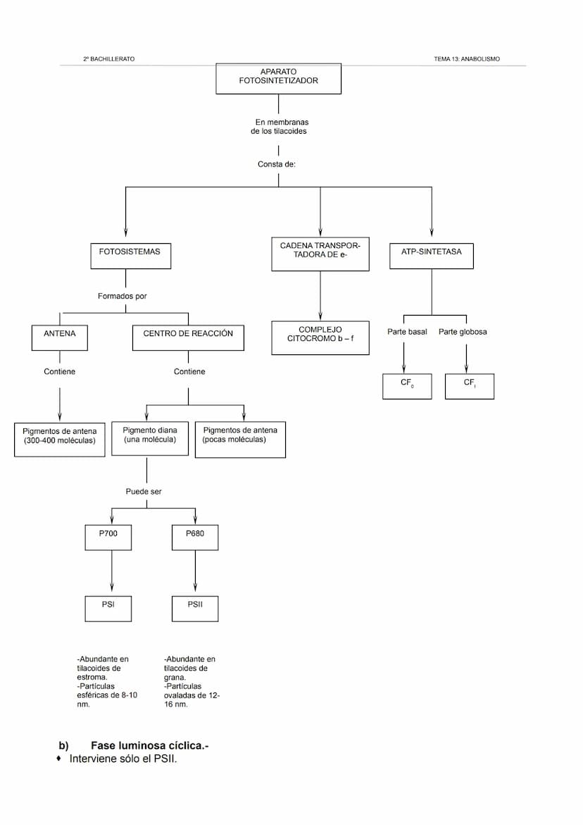 2º BACHILLERATO
TEMA 13: ANABOLISMO
1. Los cloroplastos. La fotosíntesis.
1.1. Los cloroplastos.
Orgánulos redondeados similares a las mitoc