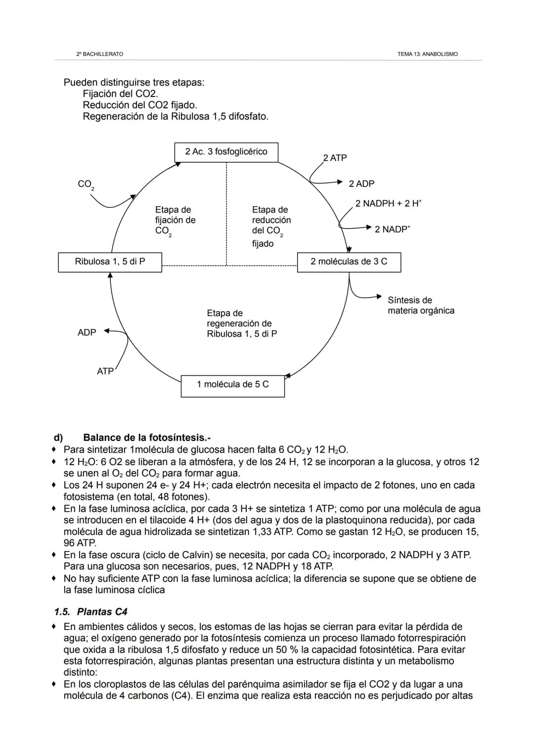 2º BACHILLERATO
TEMA 13: ANABOLISMO
1. Los cloroplastos. La fotosíntesis.
1.1. Los cloroplastos.
Orgánulos redondeados similares a las mitoc