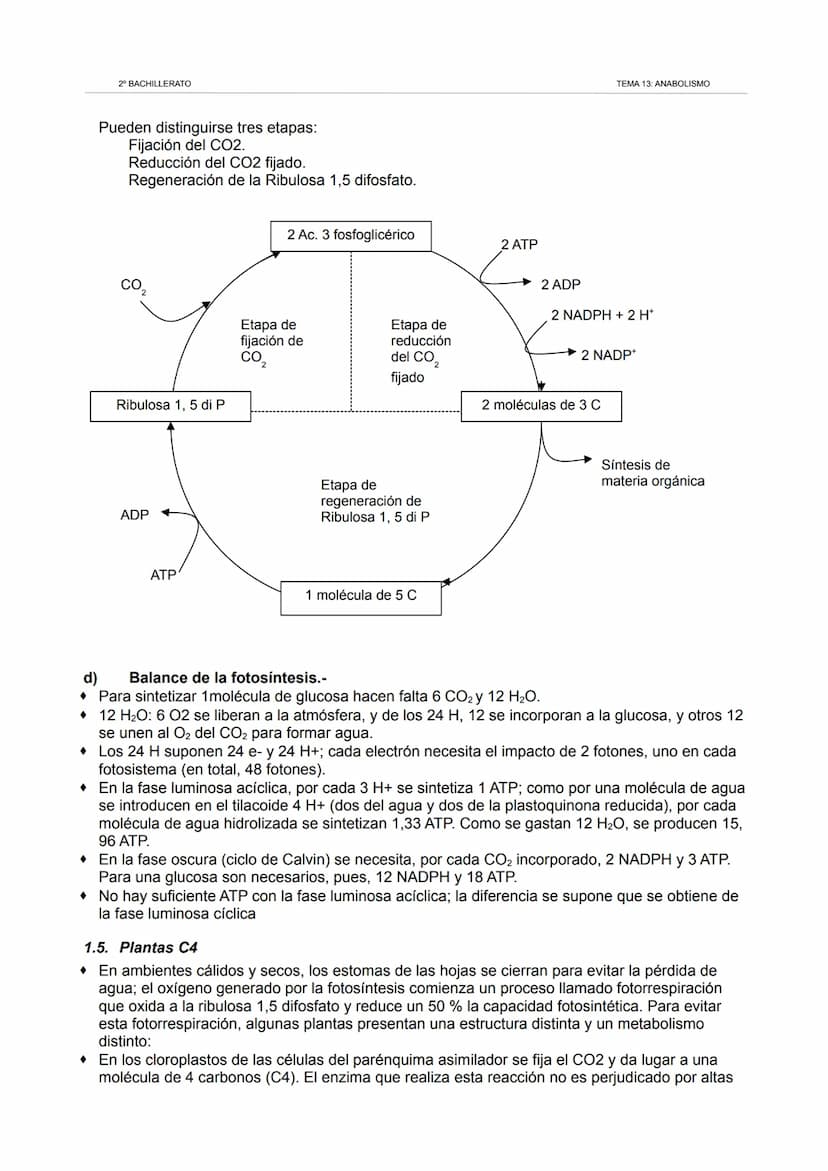 2º BACHILLERATO
TEMA 13: ANABOLISMO
1. Los cloroplastos. La fotosíntesis.
1.1. Los cloroplastos.
Orgánulos redondeados similares a las mitoc