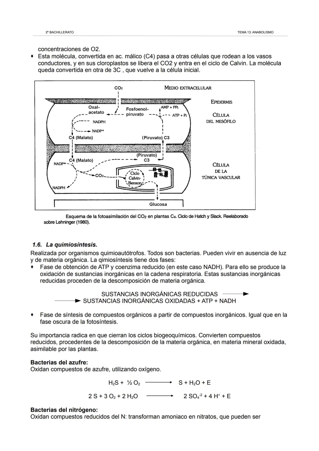 2º BACHILLERATO
TEMA 13: ANABOLISMO
1. Los cloroplastos. La fotosíntesis.
1.1. Los cloroplastos.
Orgánulos redondeados similares a las mitoc