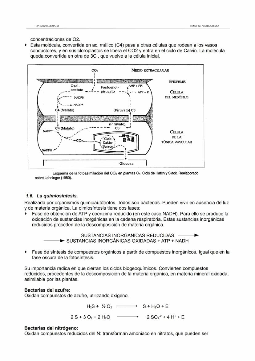 2º BACHILLERATO
TEMA 13: ANABOLISMO
1. Los cloroplastos. La fotosíntesis.
1.1. Los cloroplastos.
Orgánulos redondeados similares a las mitoc