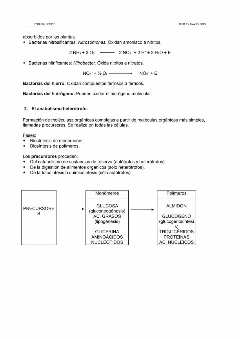 2º BACHILLERATO
TEMA 13: ANABOLISMO
1. Los cloroplastos. La fotosíntesis.
1.1. Los cloroplastos.
Orgánulos redondeados similares a las mitoc