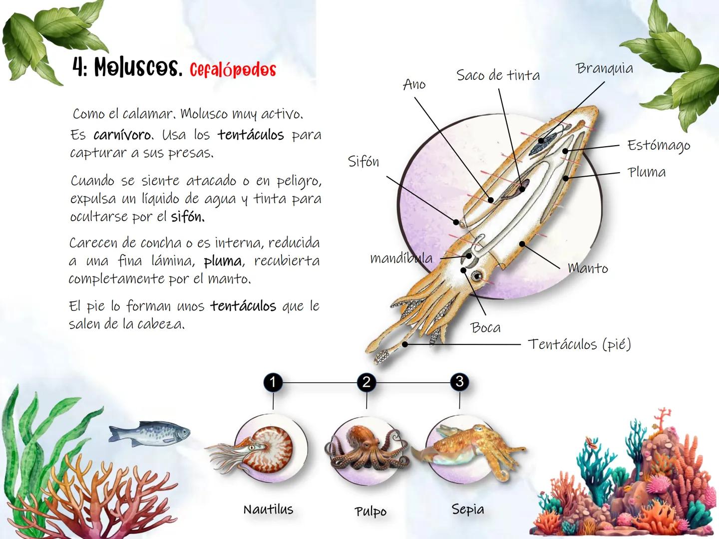 # UD 4: Animales

invertebrados # Invertebrados # 1: Los animales invertebrados

Los invertebrados constituyen el grupo de animales más
nume