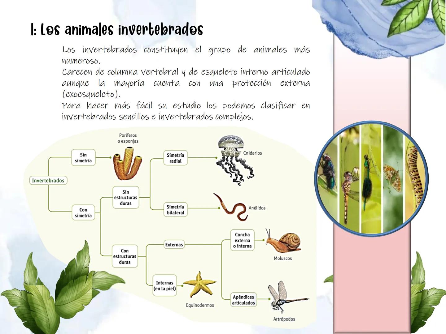 # UD 4: Animales

invertebrados # Invertebrados # 1: Los animales invertebrados

Los invertebrados constituyen el grupo de animales más
nume