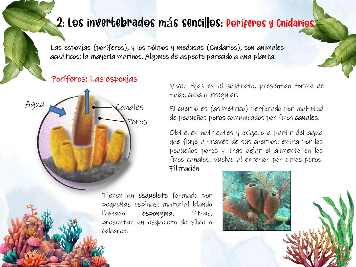 # UD 4: Animales

invertebrados # Invertebrados # 1: Los animales invertebrados

Los invertebrados constituyen el grupo de animales más
nume