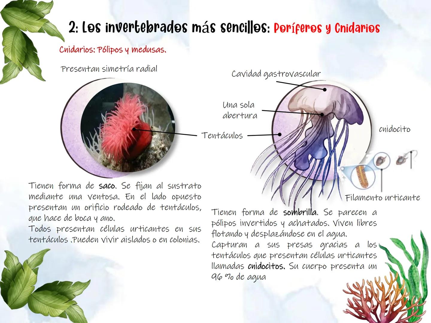 # UD 4: Animales

invertebrados # Invertebrados # 1: Los animales invertebrados

Los invertebrados constituyen el grupo de animales más
nume