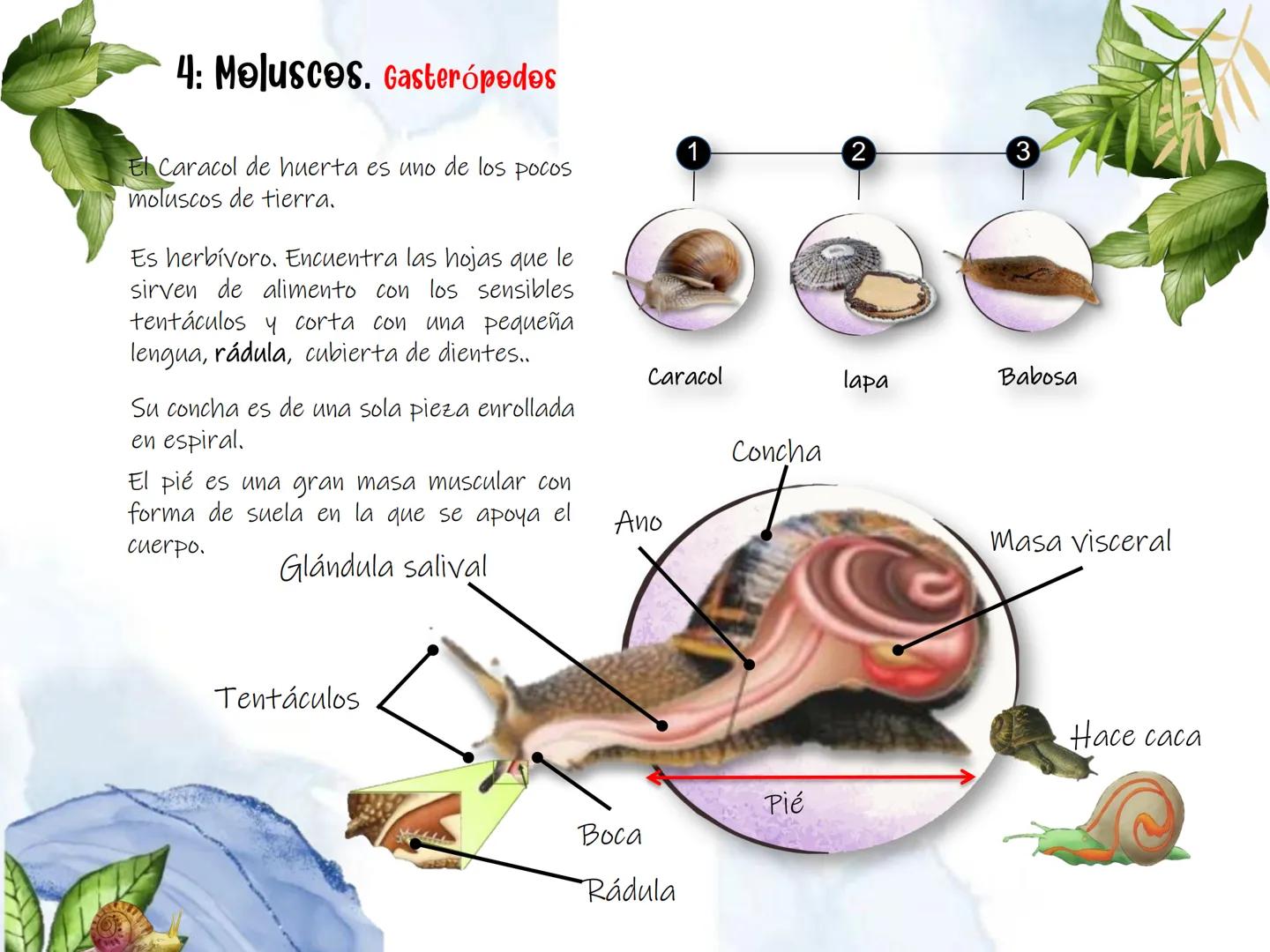 # UD 4: Animales

invertebrados # Invertebrados # 1: Los animales invertebrados

Los invertebrados constituyen el grupo de animales más
nume