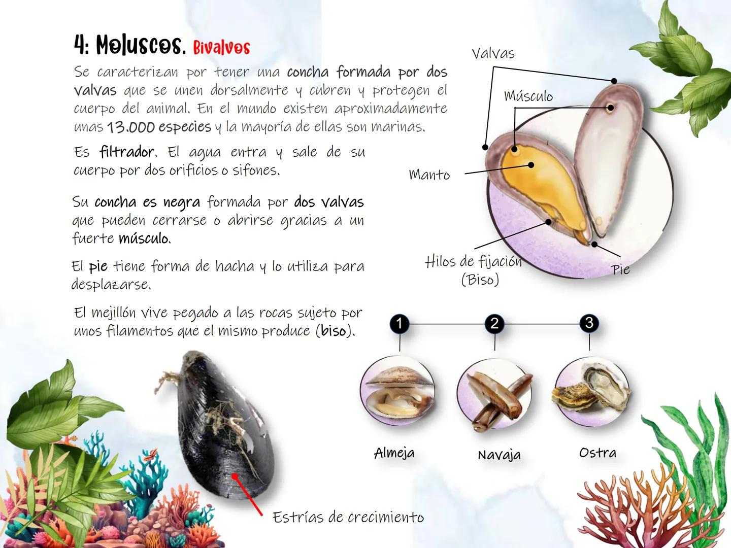 # UD 4: Animales

invertebrados # Invertebrados # 1: Los animales invertebrados

Los invertebrados constituyen el grupo de animales más
nume