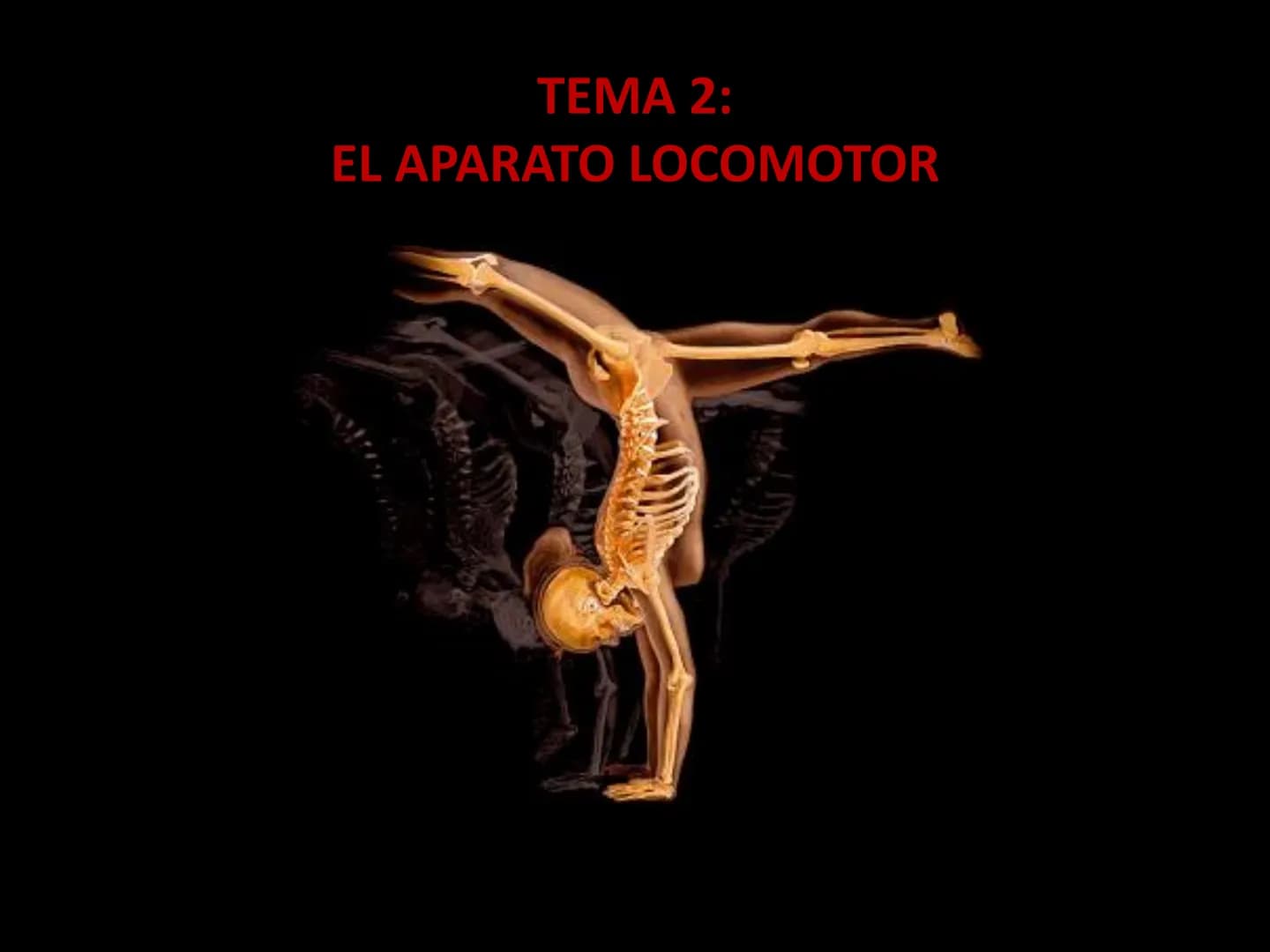 TEMA 2:
EL APARATO LOCOMOTOR EL SISTEMA ESQUELÉTICO
El esqueleto humano cuenta con 206 huesos que constituyen entre el 14 y el 18% de la
mas