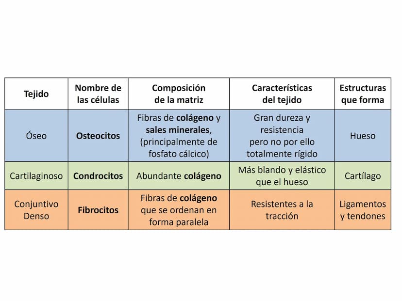 TEMA 2:
EL APARATO LOCOMOTOR EL SISTEMA ESQUELÉTICO
El esqueleto humano cuenta con 206 huesos que constituyen entre el 14 y el 18% de la
mas