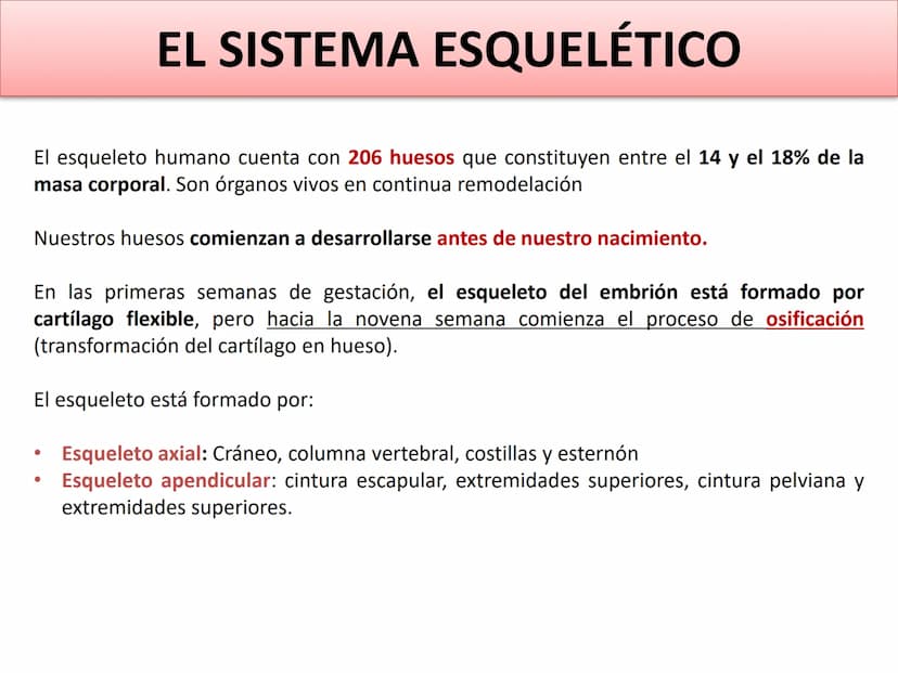TEMA 2:
EL APARATO LOCOMOTOR EL SISTEMA ESQUELÉTICO
El esqueleto humano cuenta con 206 huesos que constituyen entre el 14 y el 18% de la
mas