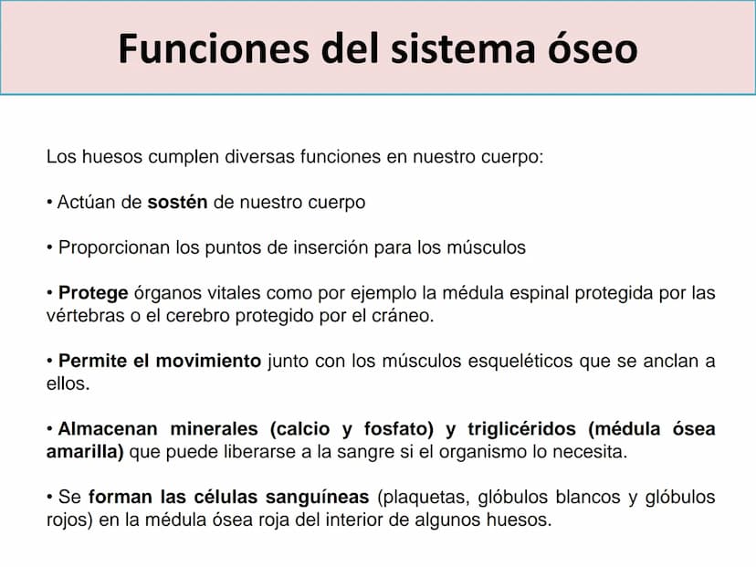 TEMA 2:
EL APARATO LOCOMOTOR EL SISTEMA ESQUELÉTICO
El esqueleto humano cuenta con 206 huesos que constituyen entre el 14 y el 18% de la
mas