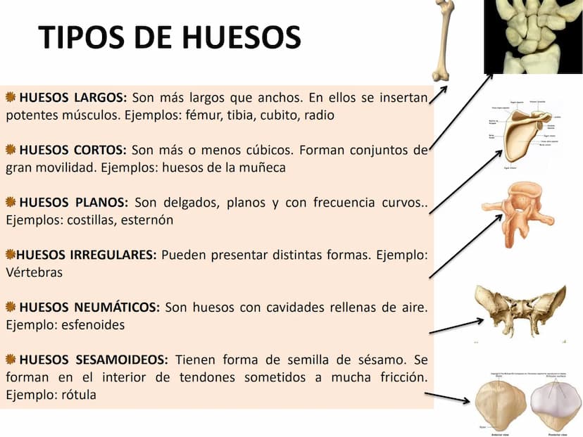TEMA 2:
EL APARATO LOCOMOTOR EL SISTEMA ESQUELÉTICO
El esqueleto humano cuenta con 206 huesos que constituyen entre el 14 y el 18% de la
mas
