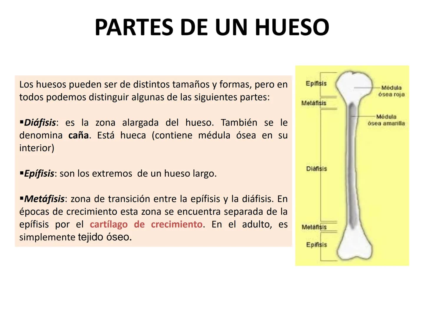 TEMA 2:
EL APARATO LOCOMOTOR EL SISTEMA ESQUELÉTICO
El esqueleto humano cuenta con 206 huesos que constituyen entre el 14 y el 18% de la
mas