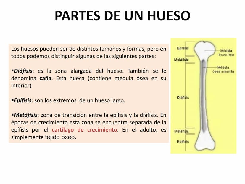 TEMA 2:
EL APARATO LOCOMOTOR EL SISTEMA ESQUELÉTICO
El esqueleto humano cuenta con 206 huesos que constituyen entre el 14 y el 18% de la
mas