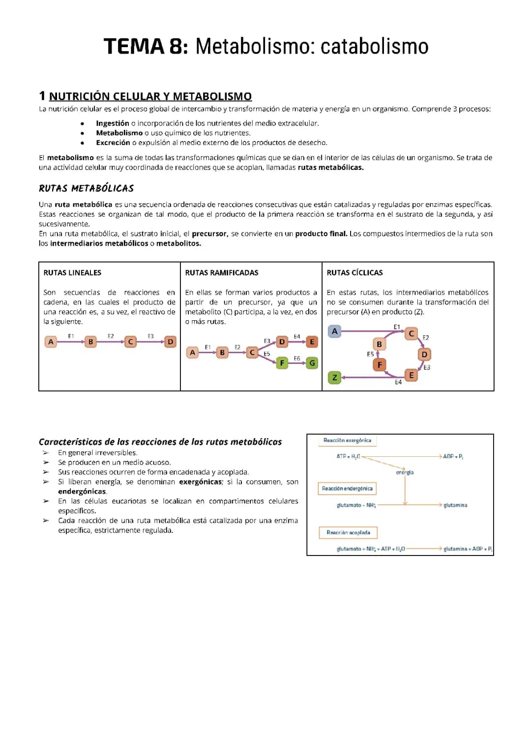 Rutas Metabólicas: Esquemas, Ejemplos y Diferencias entre Anabolismo y Catabolismo
