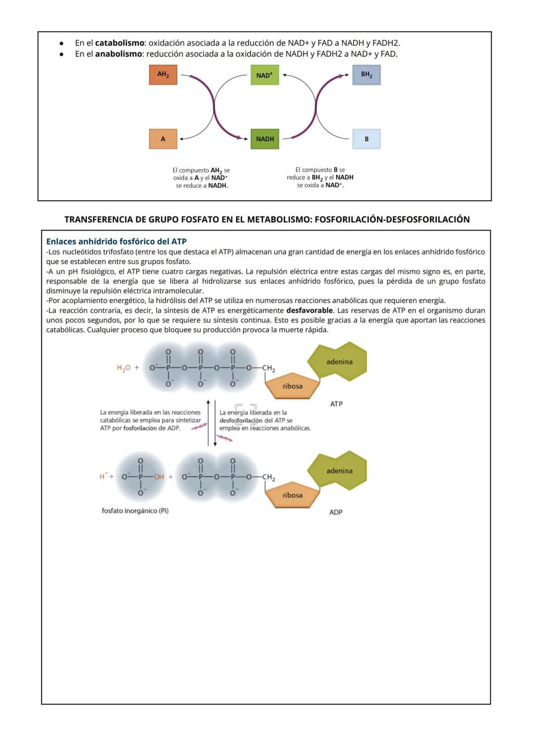 1 NUTRICIÓN CELULAR Y METABOLISMO
La nutrición celular es el proceso global de intercambio y transformación de materia y energía en un organ