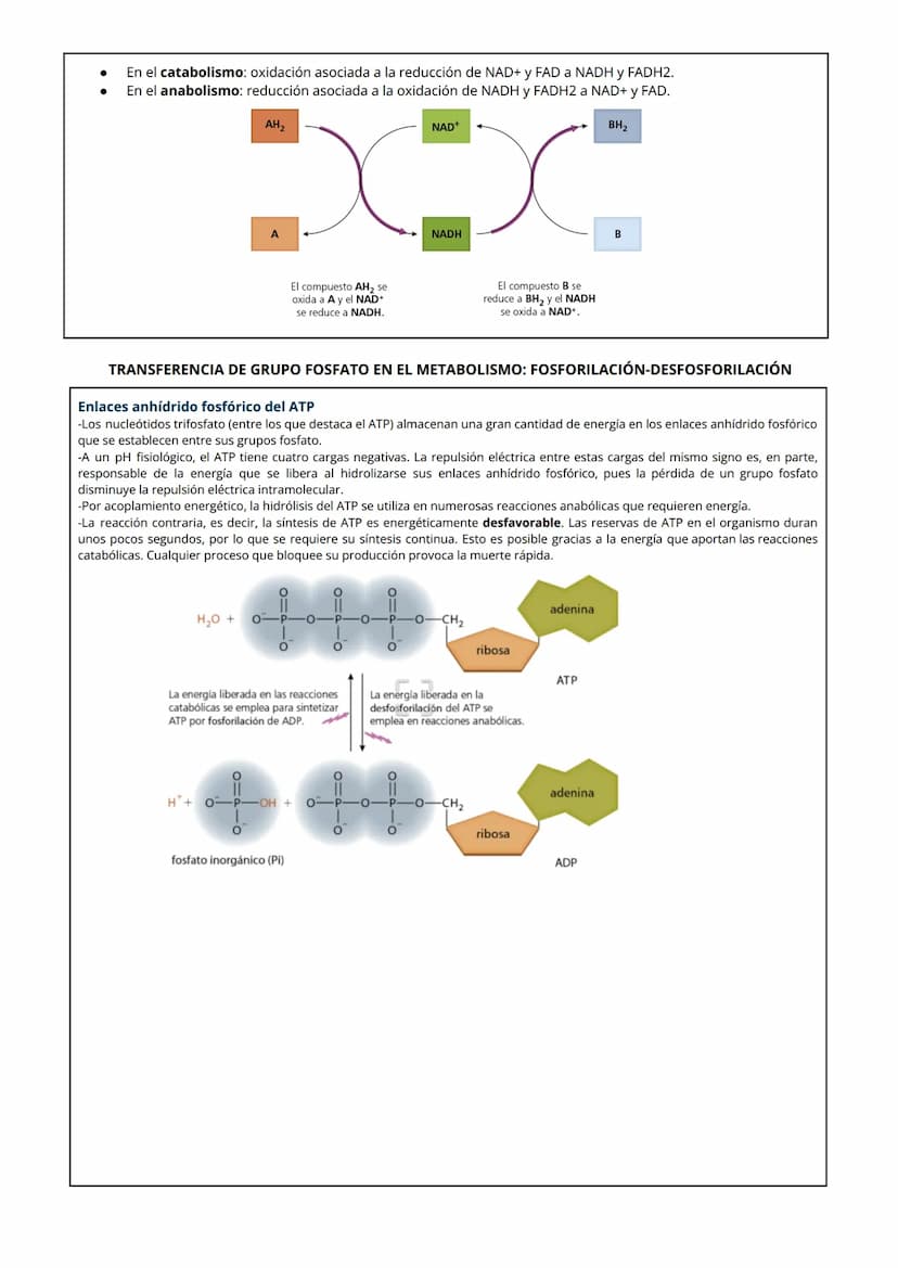 1 NUTRICIÓN CELULAR Y METABOLISMO
La nutrición celular es el proceso global de intercambio y transformación de materia y energía en un organ