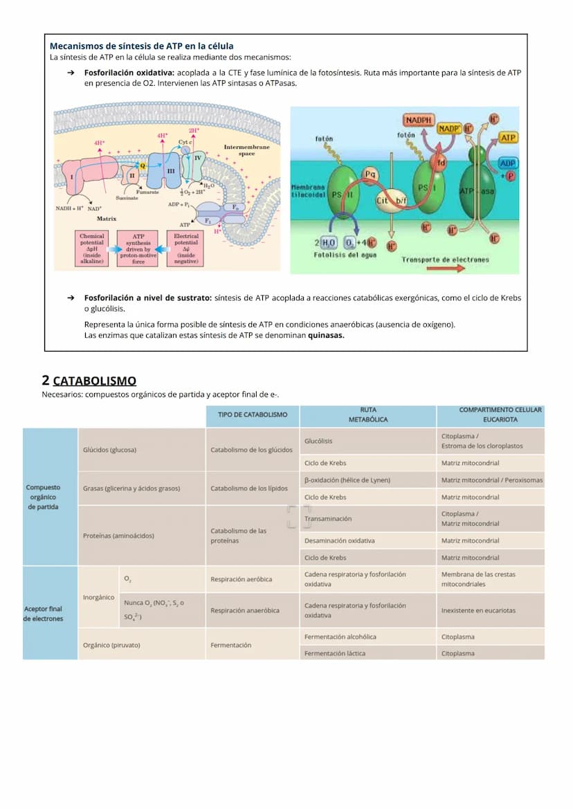 1 NUTRICIÓN CELULAR Y METABOLISMO
La nutrición celular es el proceso global de intercambio y transformación de materia y energía en un organ