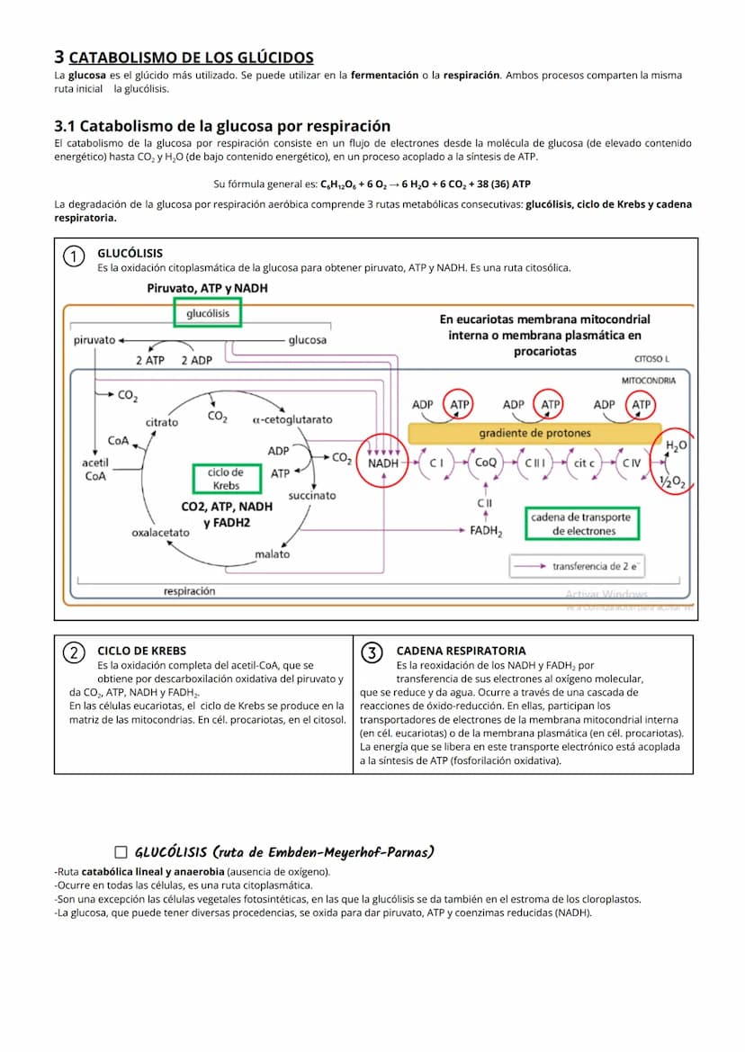 1 NUTRICIÓN CELULAR Y METABOLISMO
La nutrición celular es el proceso global de intercambio y transformación de materia y energía en un organ