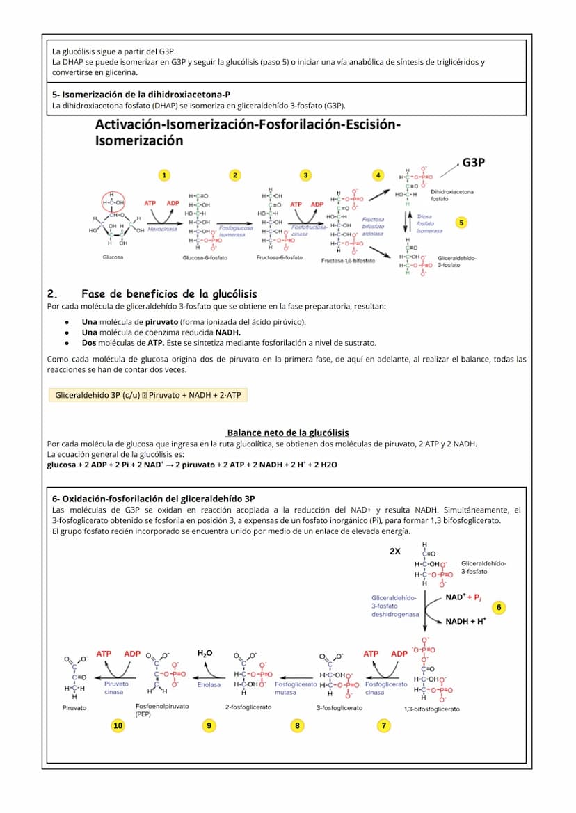1 NUTRICIÓN CELULAR Y METABOLISMO
La nutrición celular es el proceso global de intercambio y transformación de materia y energía en un organ