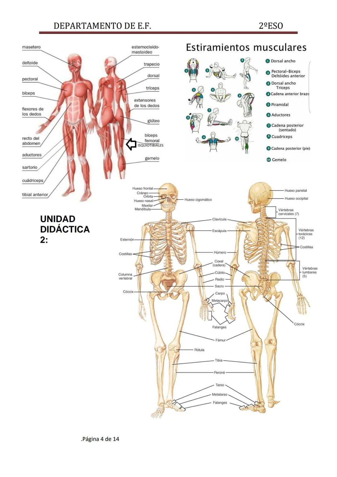 DEPARTAMENTO DE E.F.
UNIDAD DIDÁCTICA 1: EL CALENTAMIENTO
"Es un conjunto de actividades o ejercicios, primero de carácter general, después 