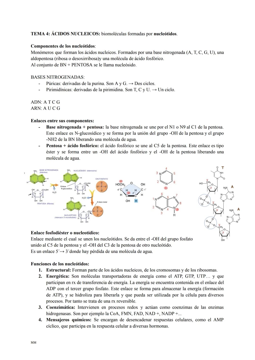 LOS LÍPIDOS
Son biomoléculas formadas por C,H,O y a veces N,P,S.
Son apolares (insolubles en agua) y tienen diversas funciones: estructural,