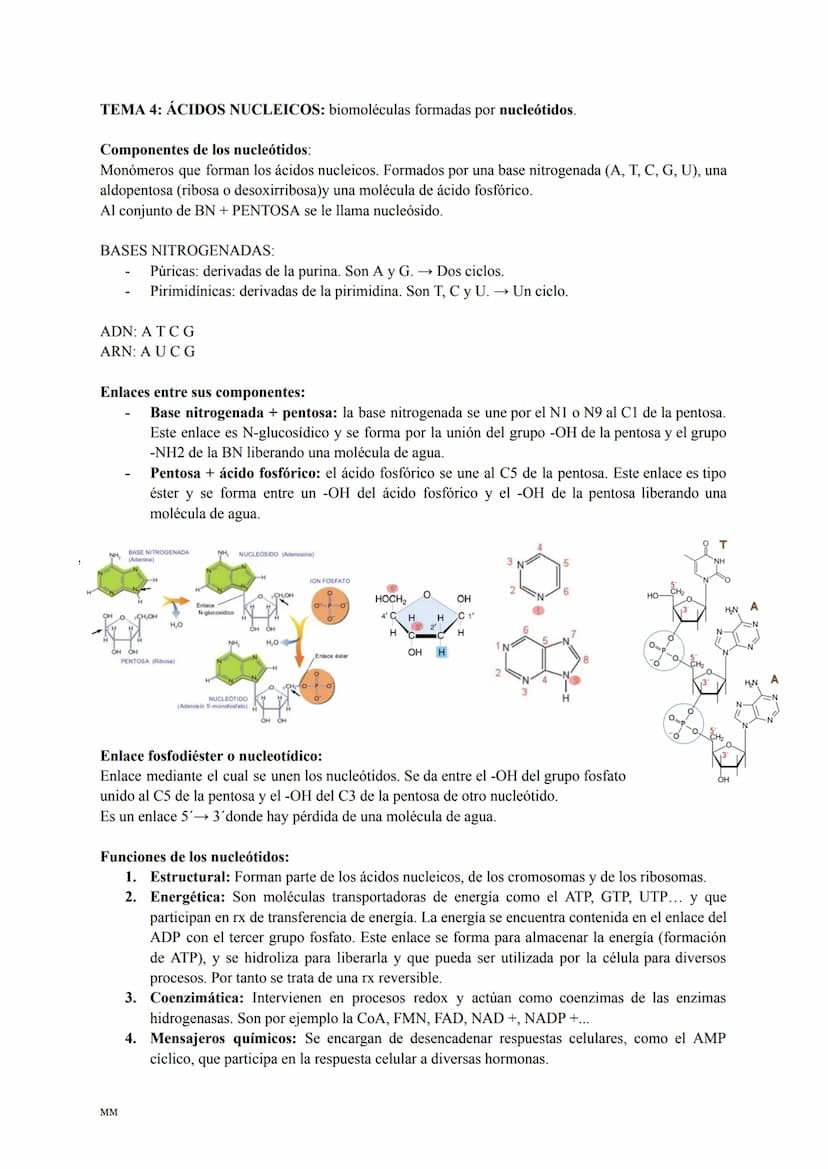 LOS LÍPIDOS
Son biomoléculas formadas por C,H,O y a veces N,P,S.
Son apolares (insolubles en agua) y tienen diversas funciones: estructural,