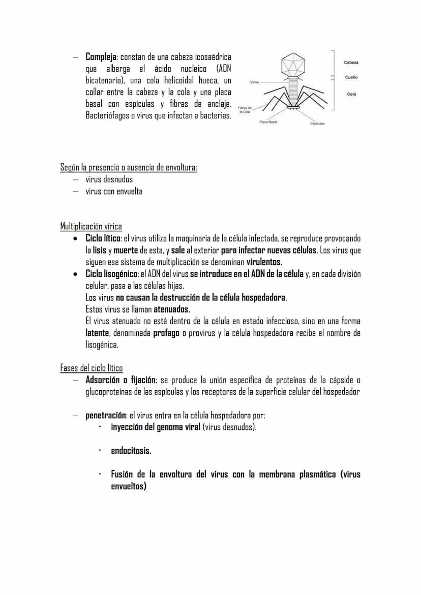 Microbiología I
Microorganismos
-Los microorganismos son seres vivos y estructuras biológicas solo visibles al microscopio.
-Se trata de un 