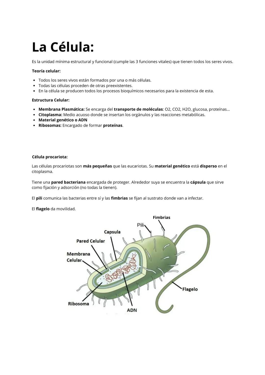 La célula: tipos, partes y ciclos