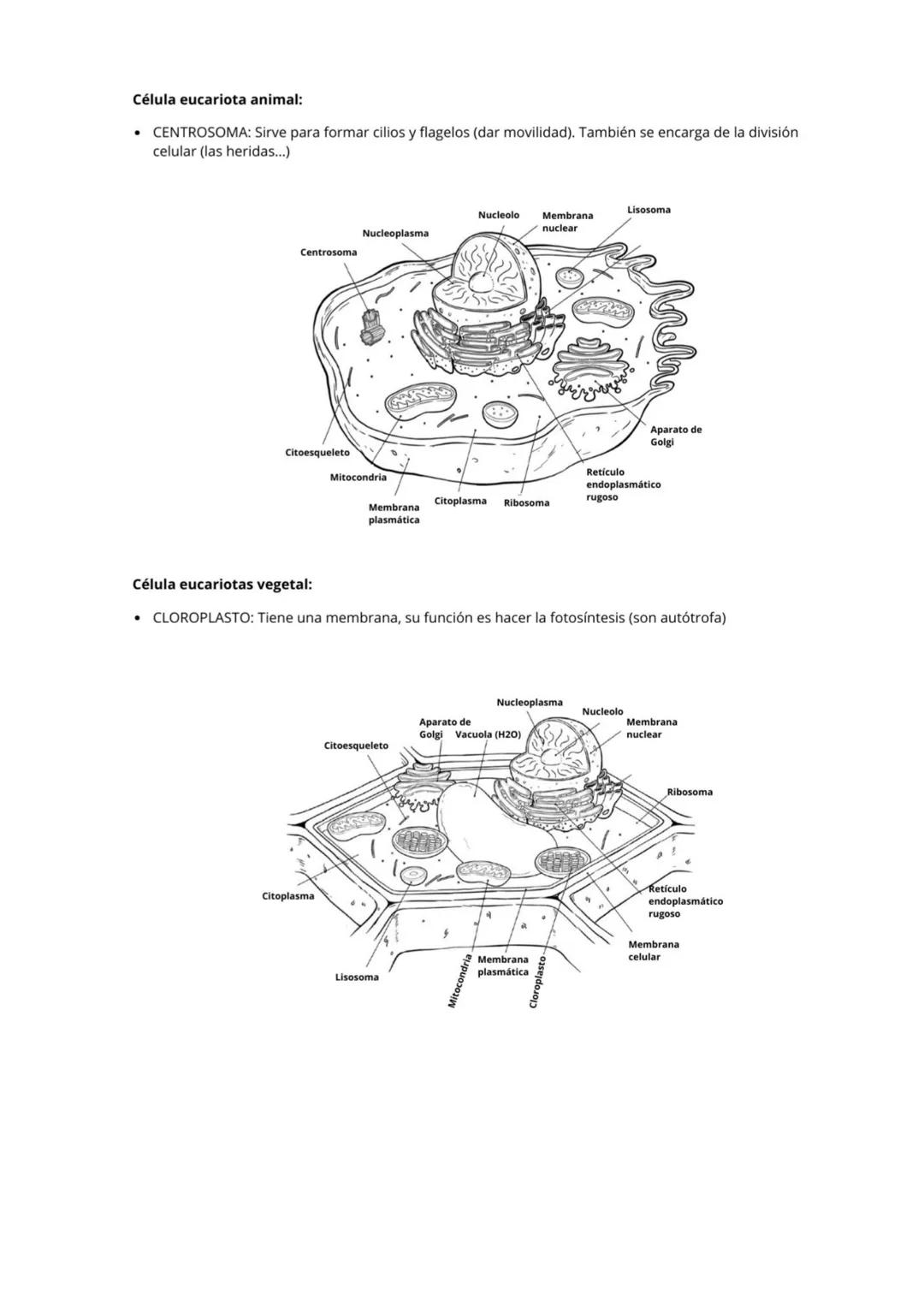 La Célula:
Es la unidad mínima estructural y funcional (cumple las 3 funciones vitales) que tienen todos los seres vivos.
Teoría celular:
• 
