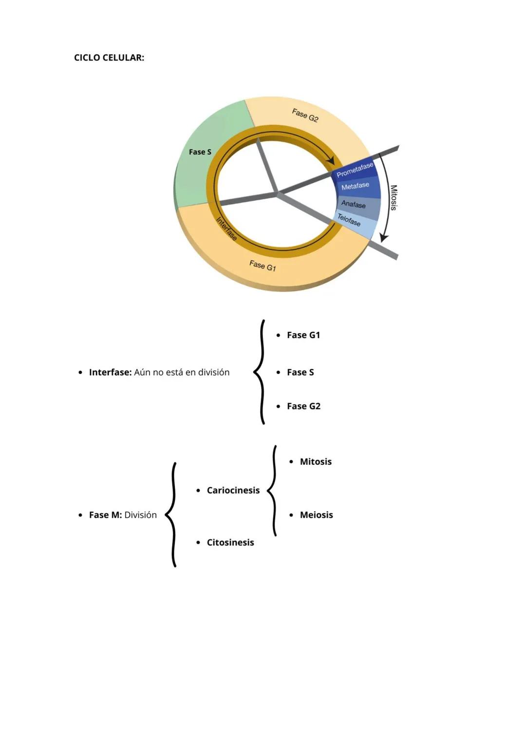 La Célula:
Es la unidad mínima estructural y funcional (cumple las 3 funciones vitales) que tienen todos los seres vivos.
Teoría celular:
• 