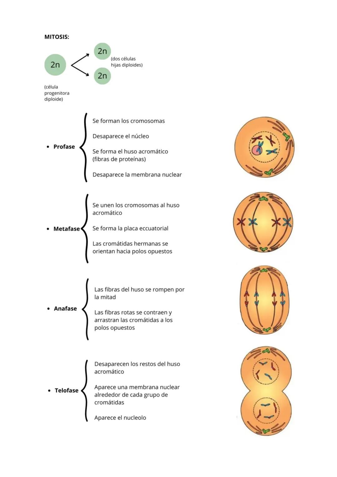 La Célula:
Es la unidad mínima estructural y funcional (cumple las 3 funciones vitales) que tienen todos los seres vivos.
Teoría celular:
• 