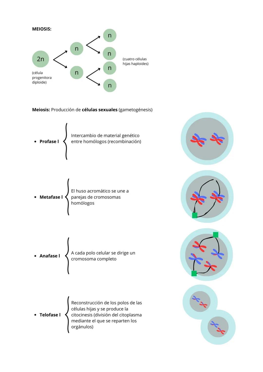 La Célula:
Es la unidad mínima estructural y funcional (cumple las 3 funciones vitales) que tienen todos los seres vivos.
Teoría celular:
• 