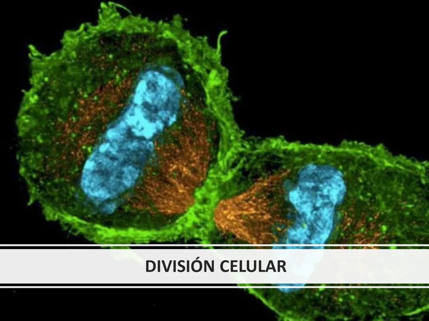 DIVISIÓN CELULAR REPRODUCCIÓN ASEXUAL
BIPARTICIÓN
La célula madre se divide en
dos células hijas idénticas.
Se da en bacterias,
amebas...
GE