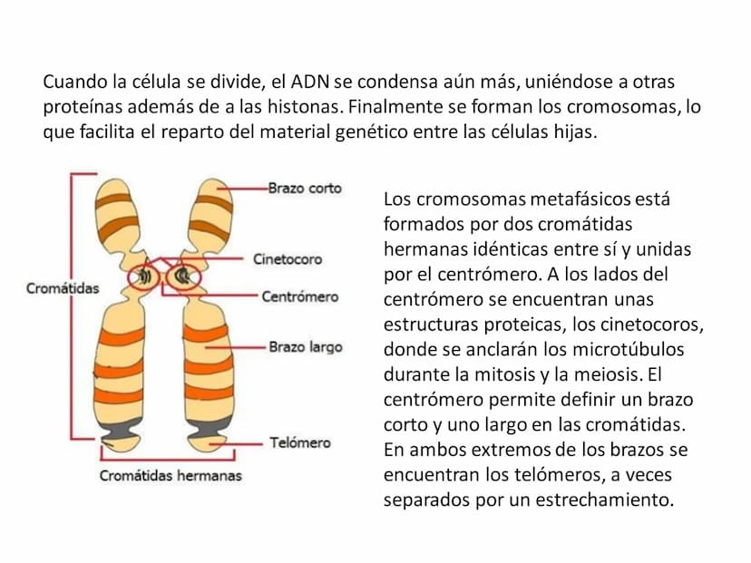 DIVISIÓN CELULAR REPRODUCCIÓN ASEXUAL
BIPARTICIÓN
La célula madre se divide en
dos células hijas idénticas.
Se da en bacterias,
amebas...
GE