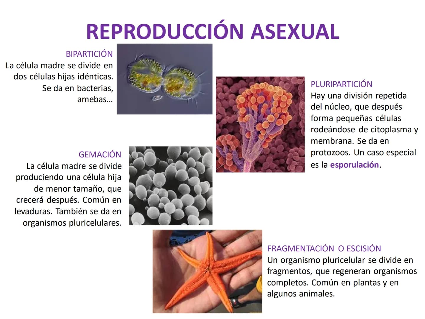 DIVISIÓN CELULAR REPRODUCCIÓN ASEXUAL
BIPARTICIÓN
La célula madre se divide en
dos células hijas idénticas.
Se da en bacterias,
amebas...
GE