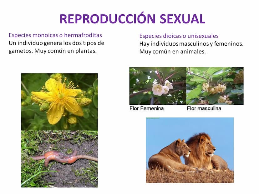 DIVISIÓN CELULAR REPRODUCCIÓN ASEXUAL
BIPARTICIÓN
La célula madre se divide en
dos células hijas idénticas.
Se da en bacterias,
amebas...
GE