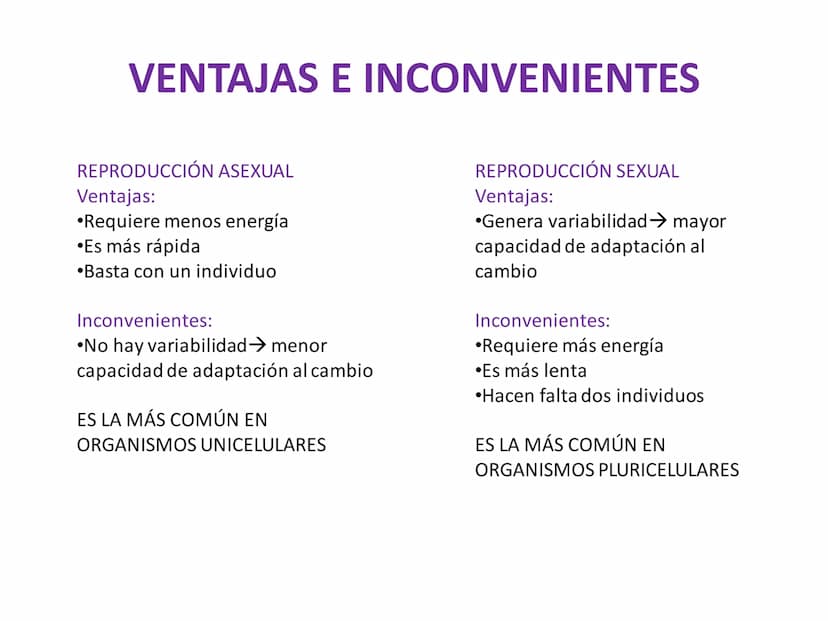 DIVISIÓN CELULAR REPRODUCCIÓN ASEXUAL
BIPARTICIÓN
La célula madre se divide en
dos células hijas idénticas.
Se da en bacterias,
amebas...
GE