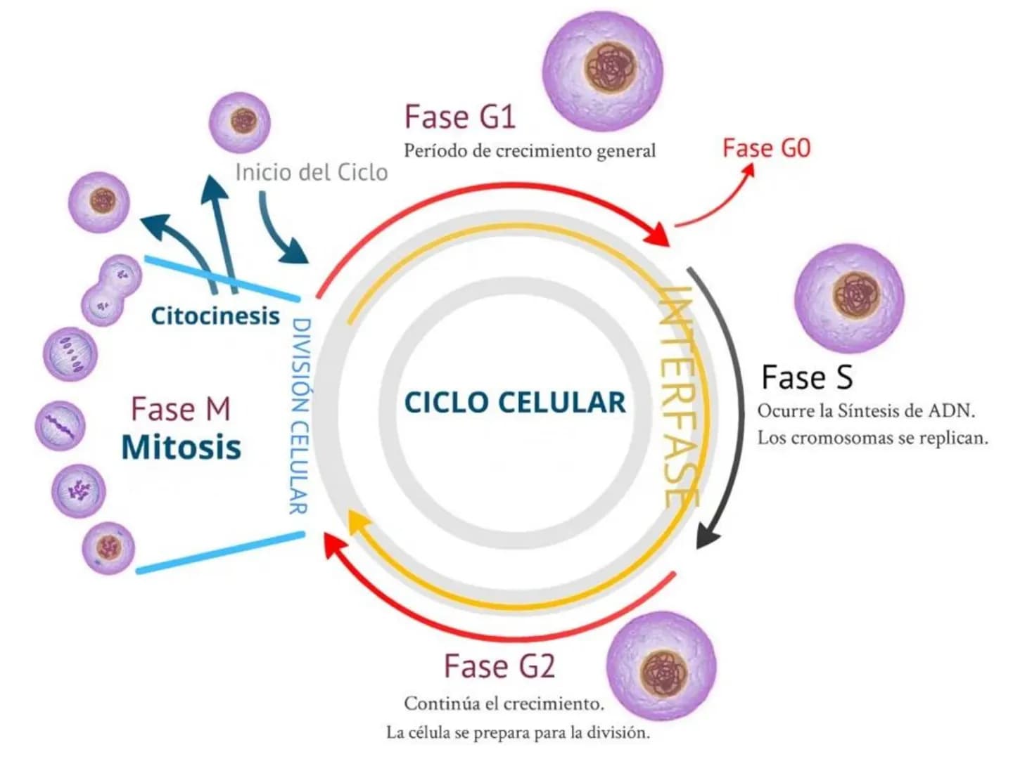 DIVISIÓN CELULAR REPRODUCCIÓN ASEXUAL
BIPARTICIÓN
La célula madre se divide en
dos células hijas idénticas.
Se da en bacterias,
amebas...
GE