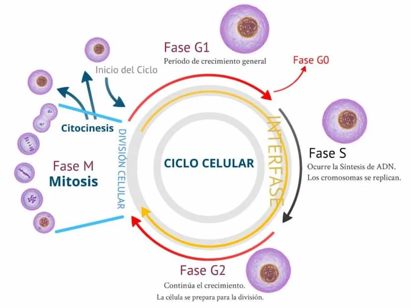 DIVISIÓN CELULAR REPRODUCCIÓN ASEXUAL
BIPARTICIÓN
La célula madre se divide en
dos células hijas idénticas.
Se da en bacterias,
amebas...
GE
