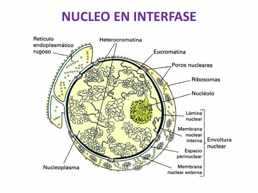DIVISIÓN CELULAR REPRODUCCIÓN ASEXUAL
BIPARTICIÓN
La célula madre se divide en
dos células hijas idénticas.
Se da en bacterias,
amebas...
GE