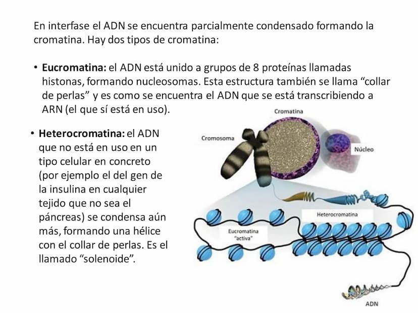 DIVISIÓN CELULAR REPRODUCCIÓN ASEXUAL
BIPARTICIÓN
La célula madre se divide en
dos células hijas idénticas.
Se da en bacterias,
amebas...
GE