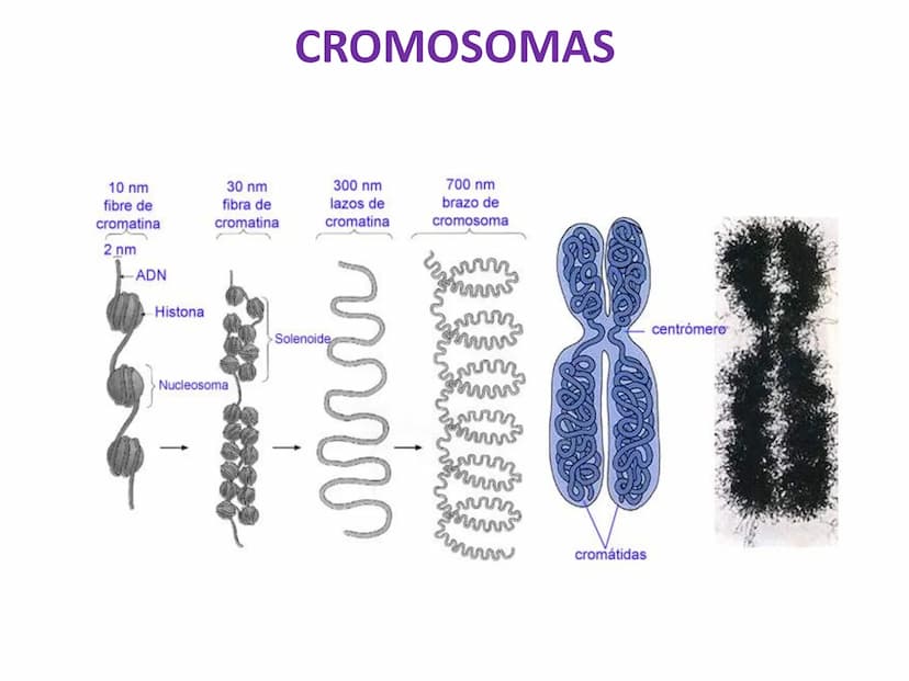 DIVISIÓN CELULAR REPRODUCCIÓN ASEXUAL
BIPARTICIÓN
La célula madre se divide en
dos células hijas idénticas.
Se da en bacterias,
amebas...
GE