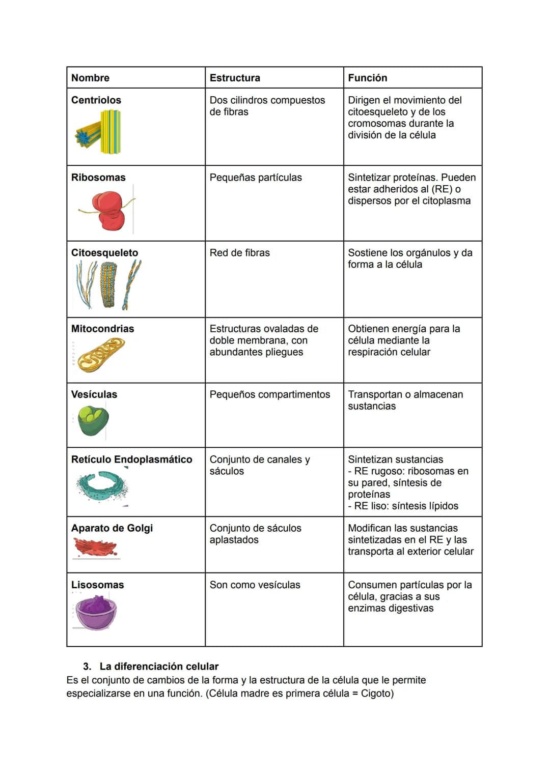 RESUMEN BIOLOGÍA TEMA 1
1. Los niveles de organización de la materia viva
Niveles de organización: cada uno de los grados de complejidad en 