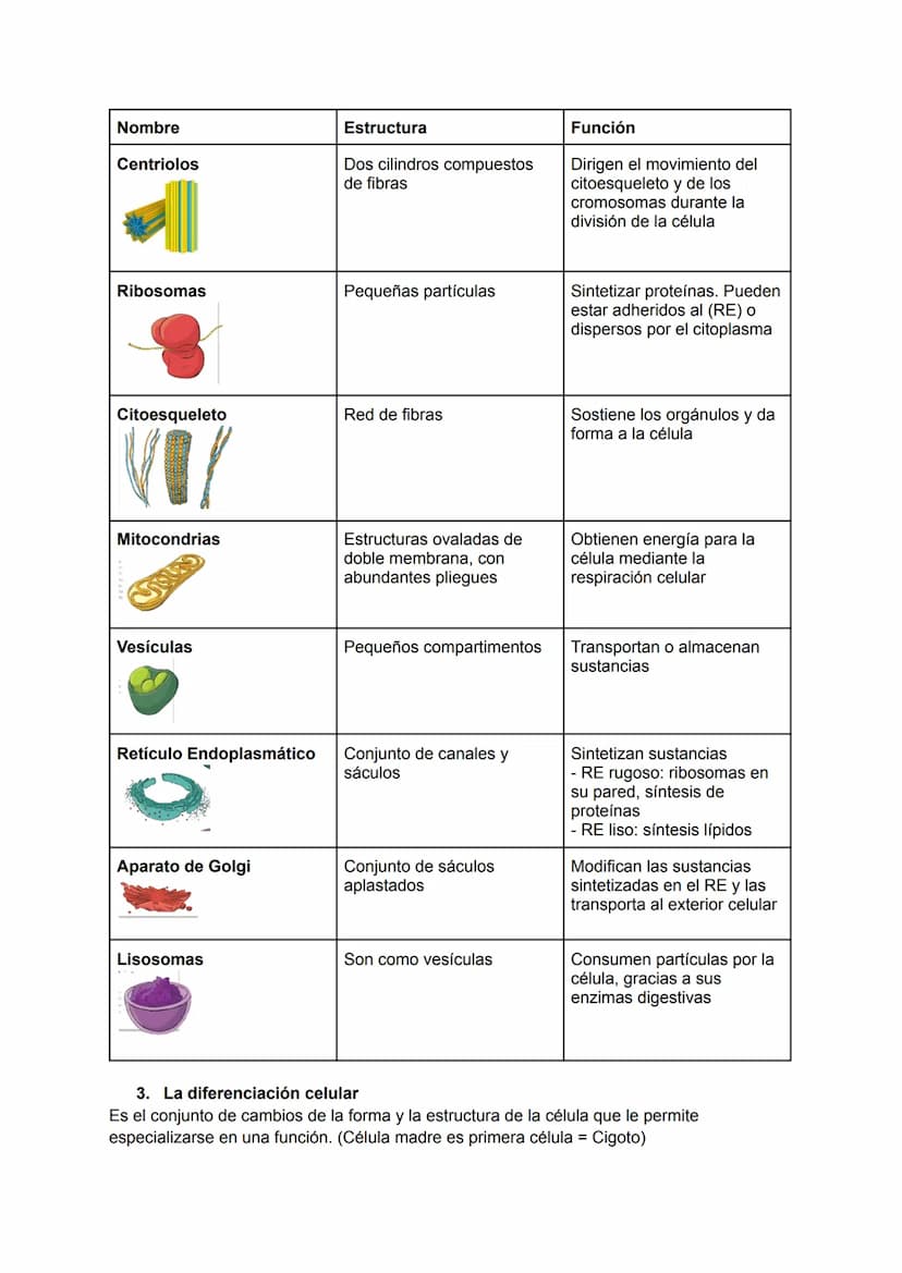 RESUMEN BIOLOGÍA TEMA 1
1. Los niveles de organización de la materia viva
Niveles de organización: cada uno de los grados de complejidad en 