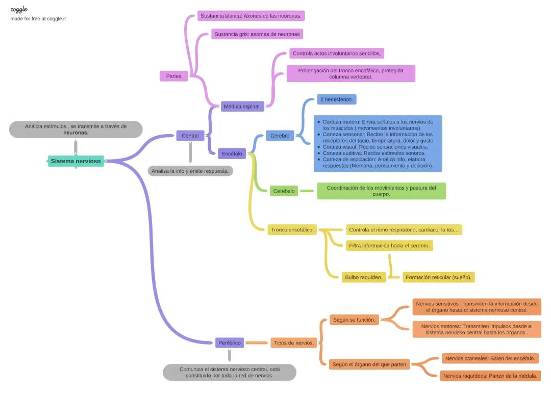 Esquema sistema nervioso.