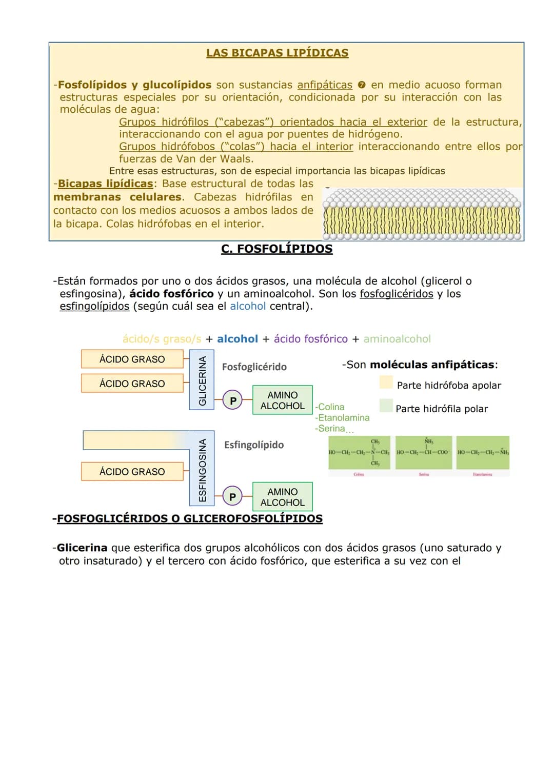 -LOS LÍPIDOS
CARACTERÍSTICAS GENERALES
-Son compuestos formados por C, H y O y, en algunos casos, P, N y S.
PROPIEDADES
-Grupo muy heterogén