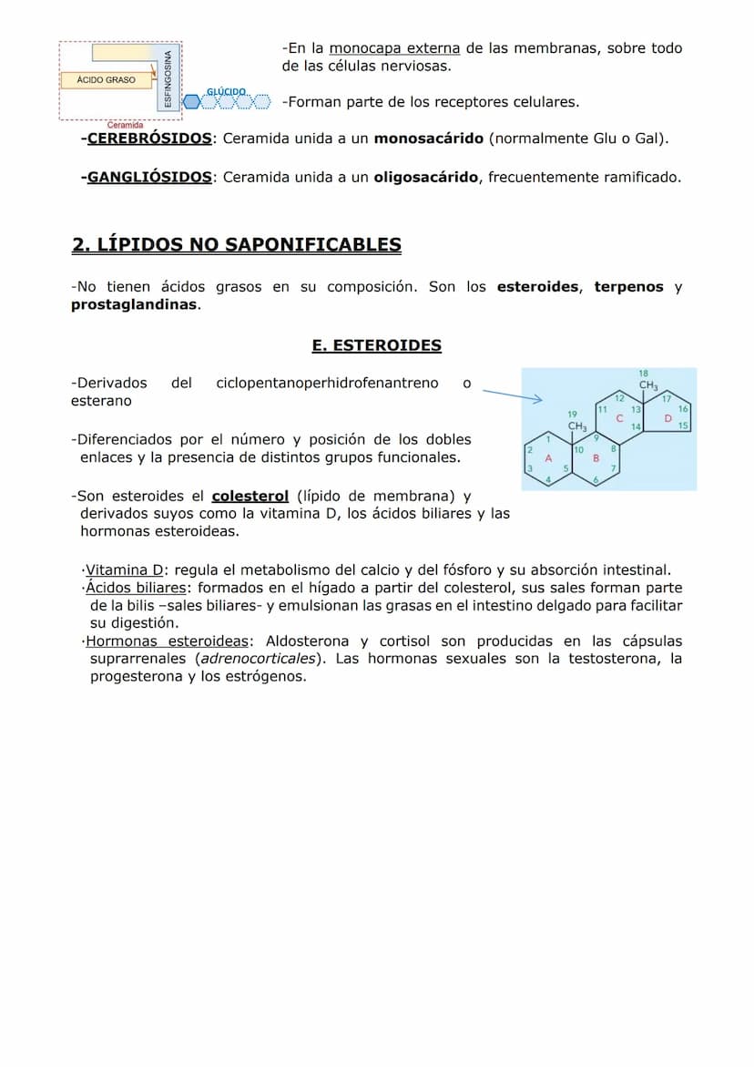 -LOS LÍPIDOS
CARACTERÍSTICAS GENERALES
-Son compuestos formados por C, H y O y, en algunos casos, P, N y S.
PROPIEDADES
-Grupo muy heterogén