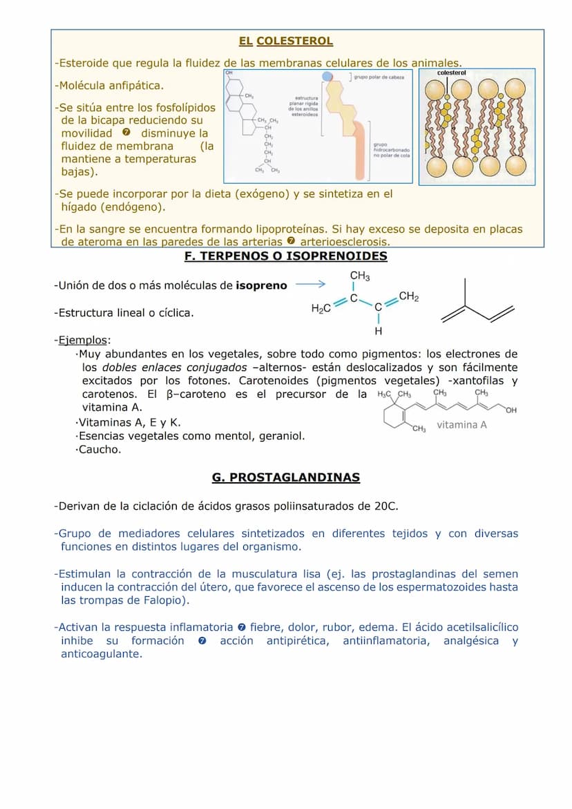 -LOS LÍPIDOS
CARACTERÍSTICAS GENERALES
-Son compuestos formados por C, H y O y, en algunos casos, P, N y S.
PROPIEDADES
-Grupo muy heterogén